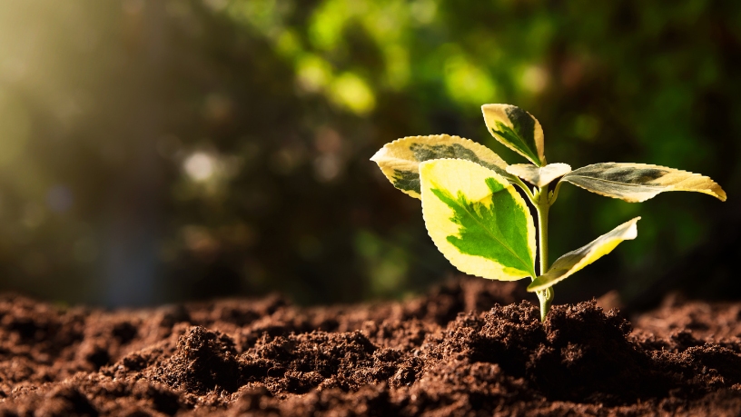 Alexandre Costa Pedrosa